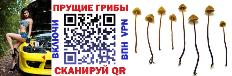 сайты даркнета официальный сайт  Челябинск  Псилоцибиновые грибы прущие грибы 